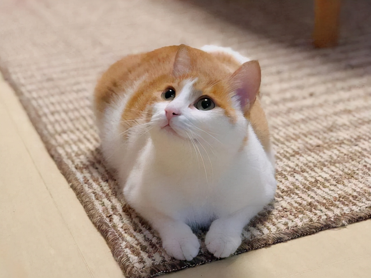 不要轻易养汪星人,不要轻易养宠物养了就要负责