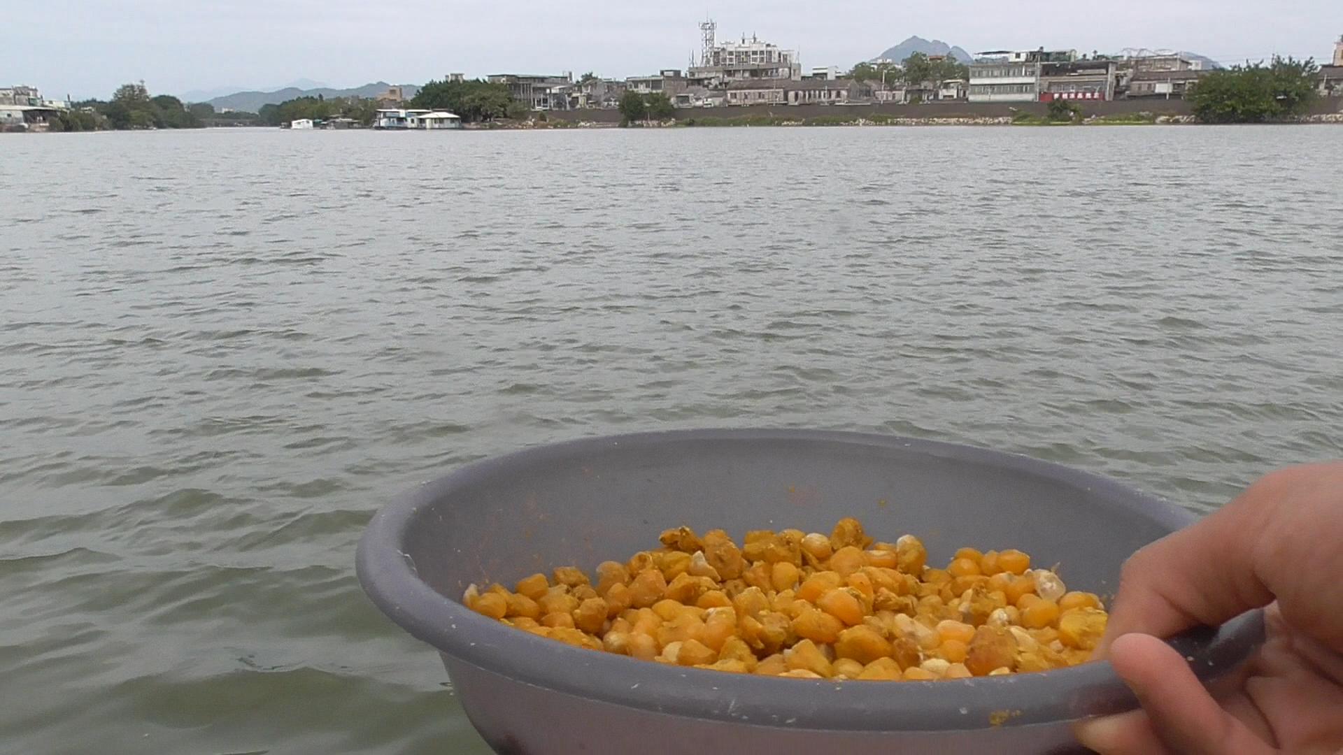 玉米钓鲤鱼老是打空咋办,玉米钓鲤鱼有口打不到怎么办