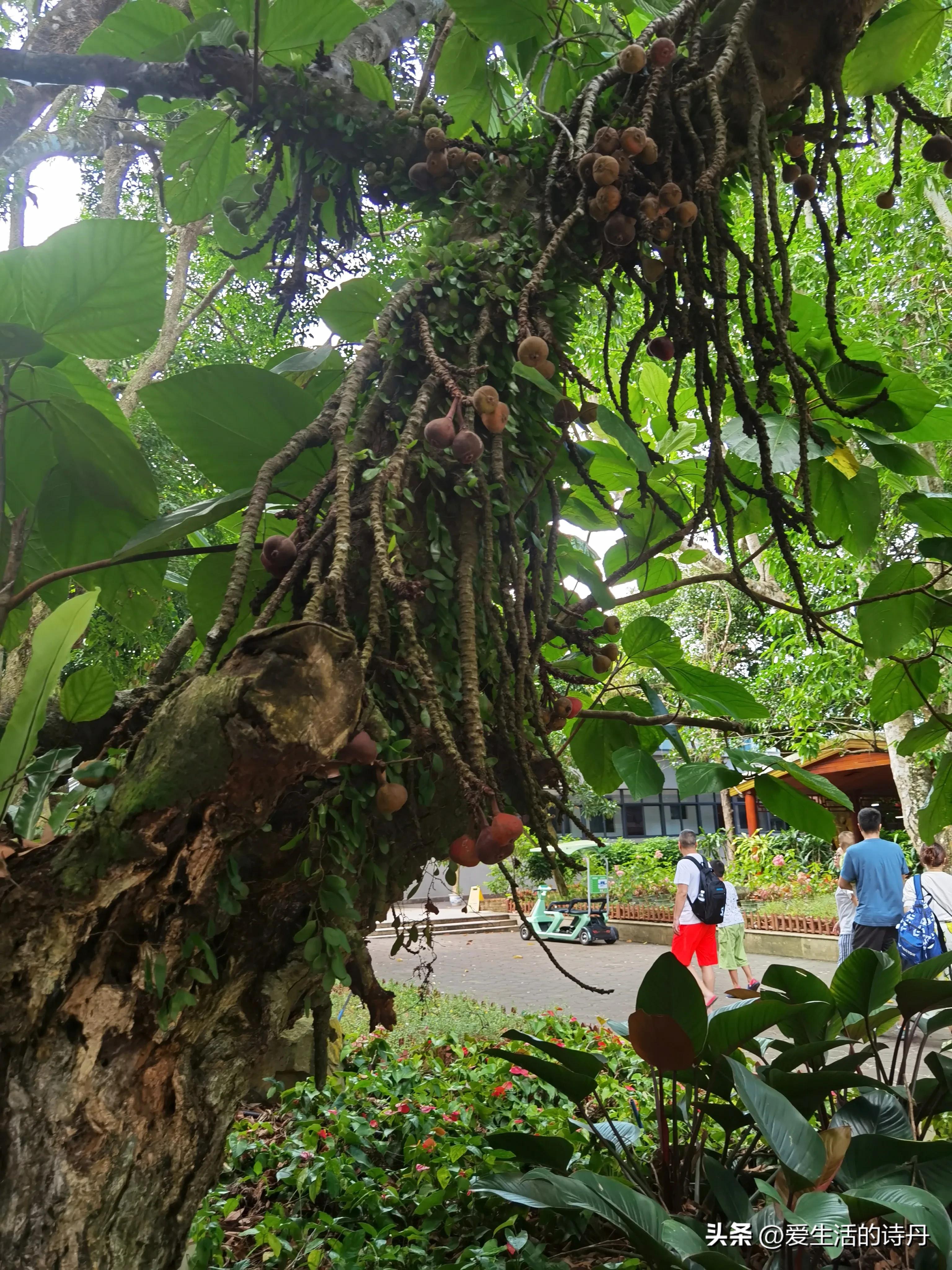 兴隆热带植物园游玩,兴隆植物园旅游攻略