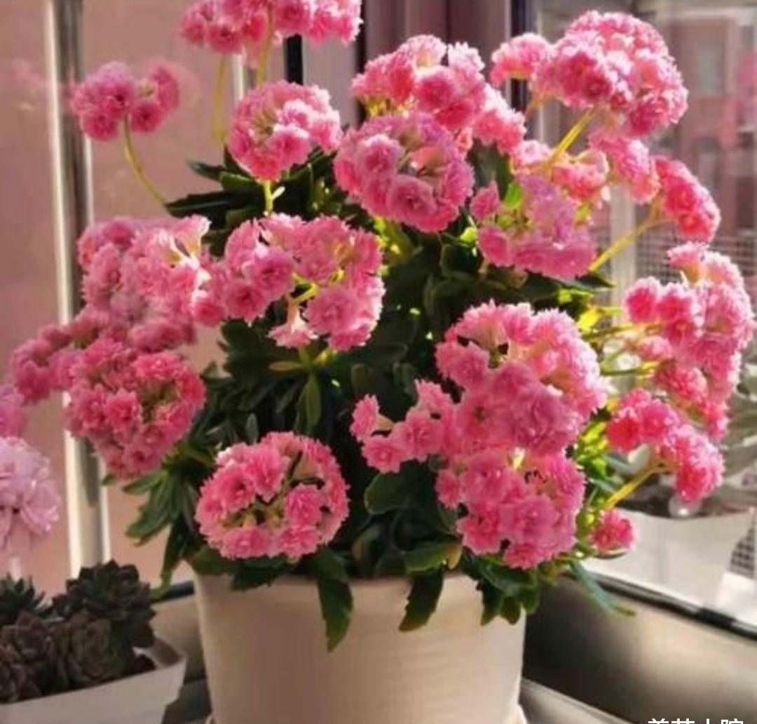 室外养长寿花用罩黑袋促花吗,长寿花促花苞怎么用磷酸二氢钾