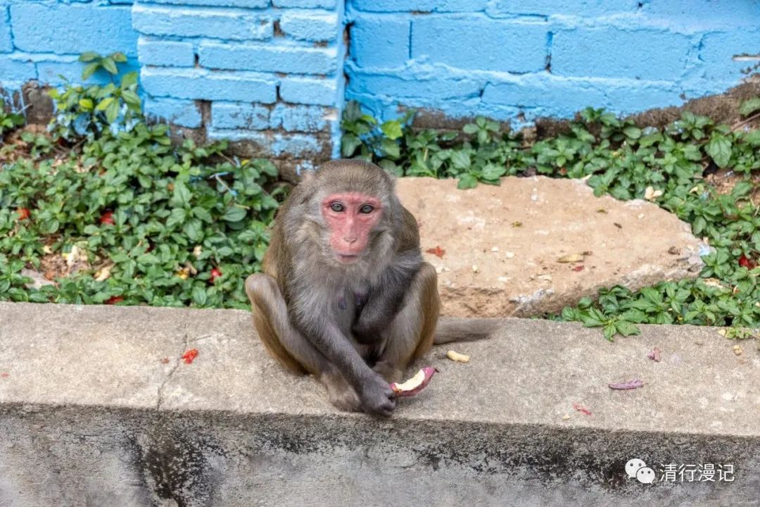 海南人去南湾猴岛,海南三亚南湾猴岛门票