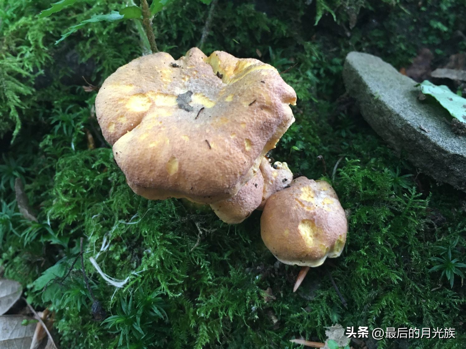 教你认识一下蘑菇,8种口味蘑菇