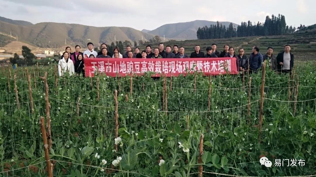 易门农业种植,易门豌豆种子