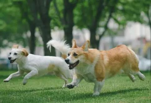 狗狗交配难舍难分？真正的原因，很多铲屎官都不知道