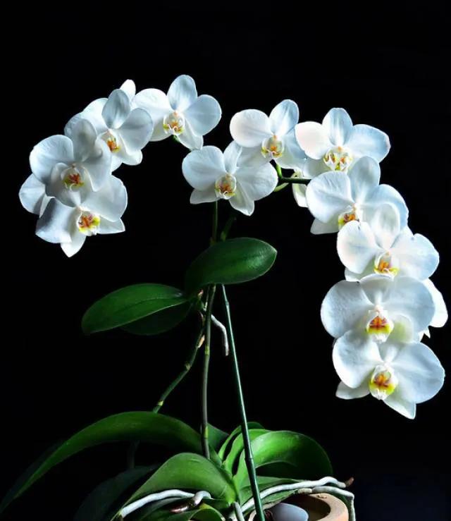 矮种兰花图片欣赏,写意兰花作品欣赏