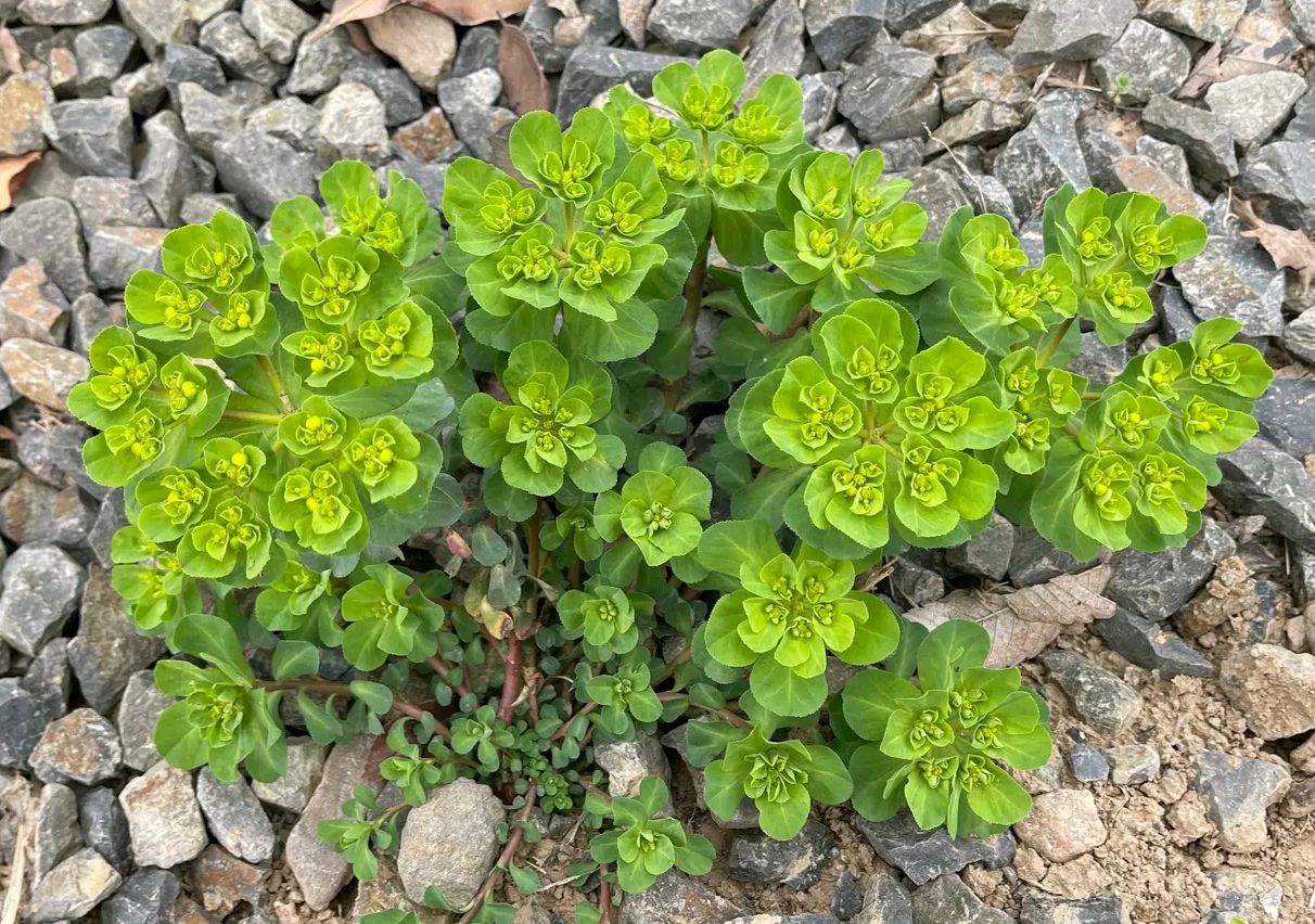 清明期间开的野花有哪些,清明节野花