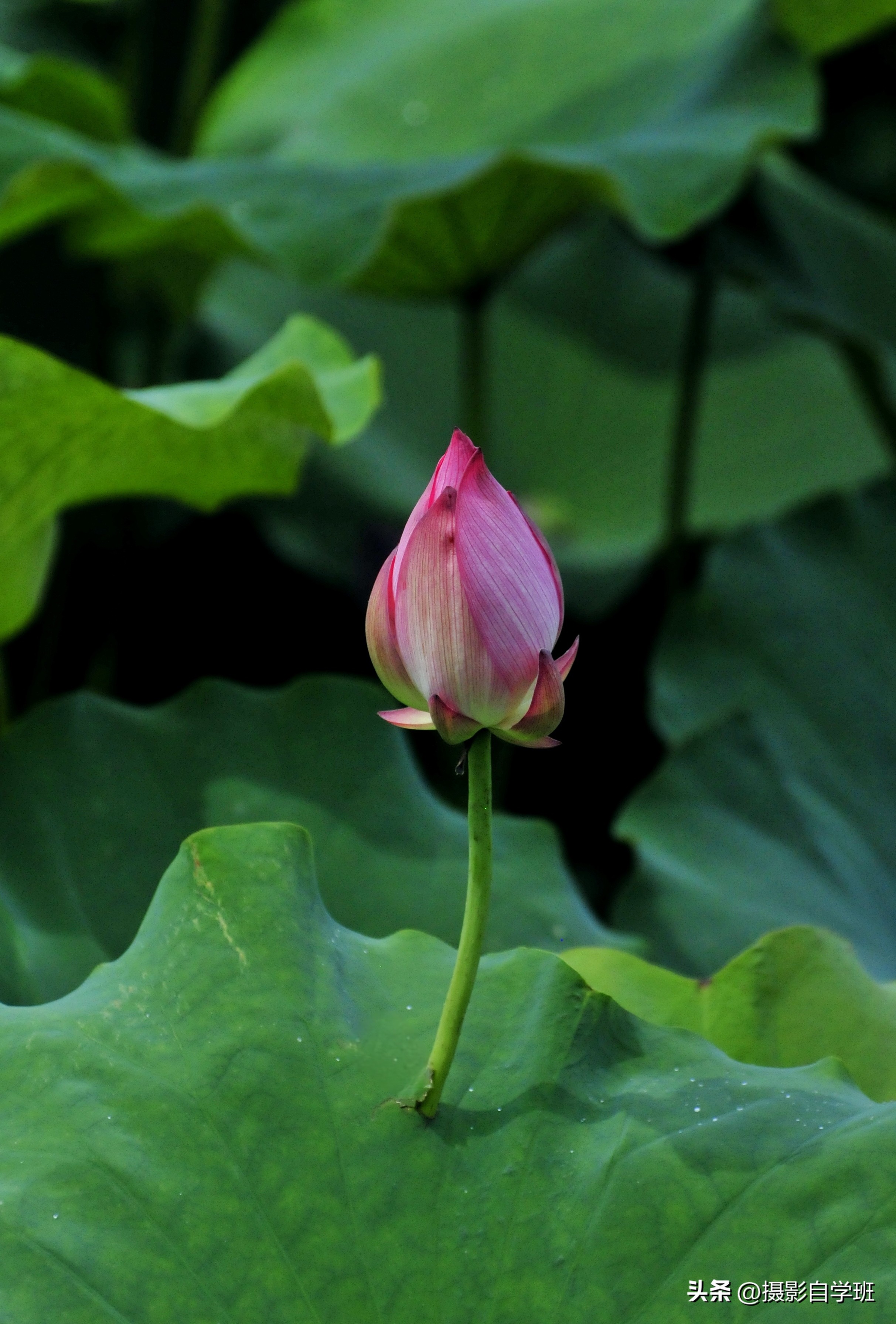 摄友投稿图片,摄友投稿旅行记录图