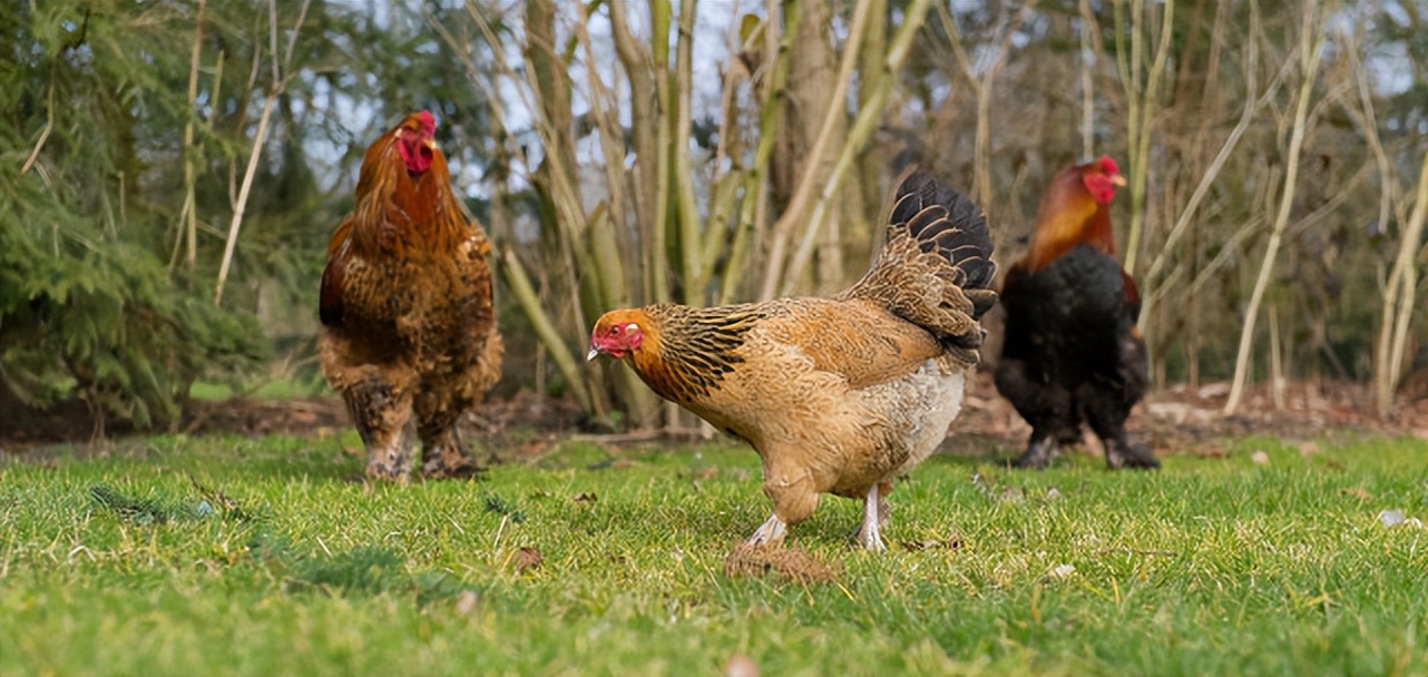 严重鸡痘怎么治疗最好最快最有效,鸡痘的最好预防方法