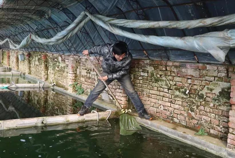 养殖热带鱼需要些什么药,养殖热带鱼需要多少钱