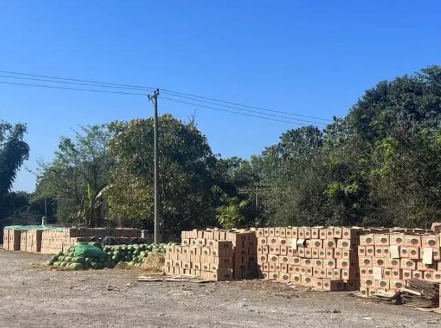 缅甸进口西瓜为什么一直涨价,中国出口缅甸西瓜价格