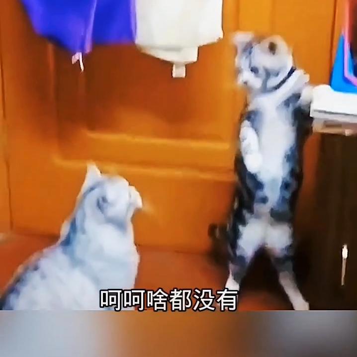 DOU+小助手视频,dou+小助手流量包