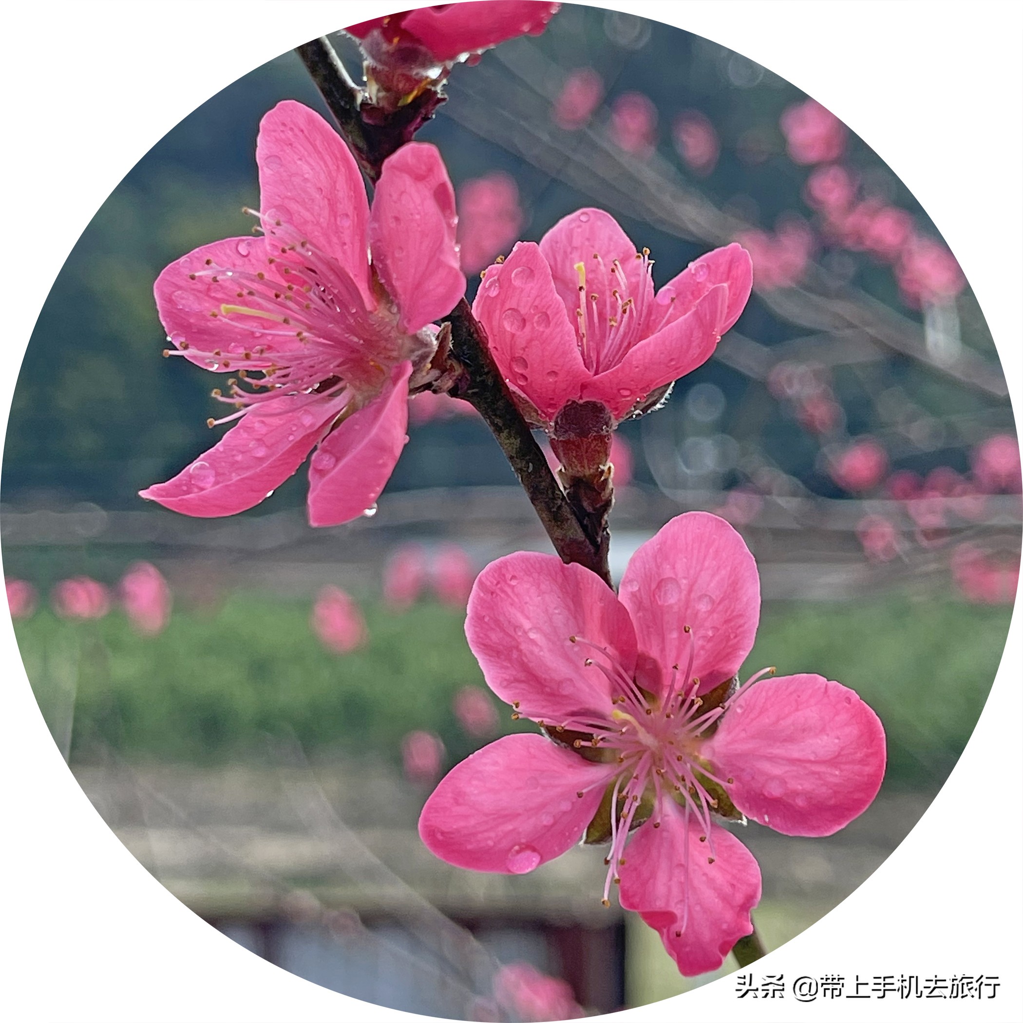 手机摄影怎么样用专业模式,手机摄影是怎么搞的