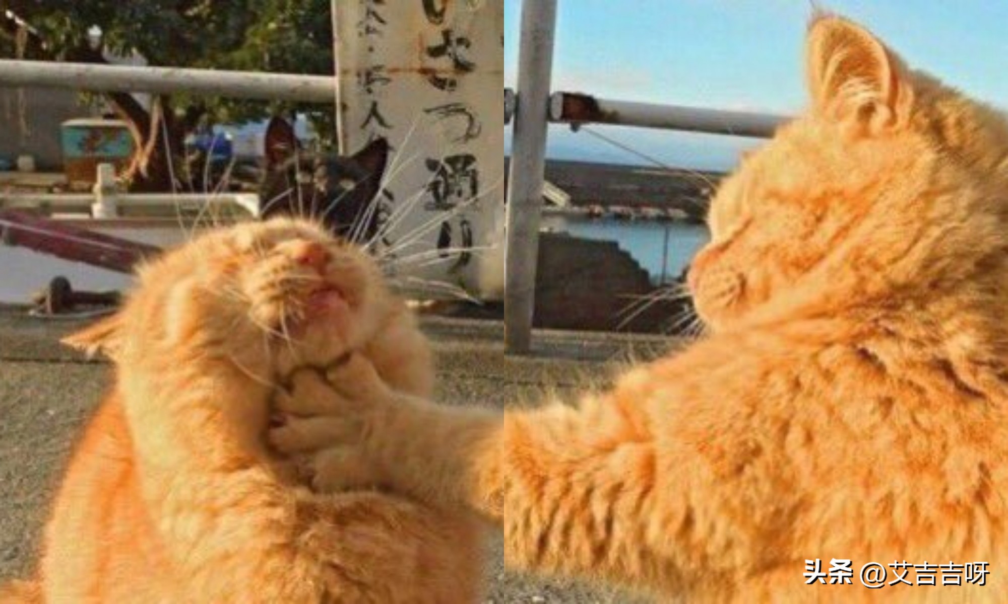 全世界猫最多的猫岛,为什么猫岛上面要有这么多猫