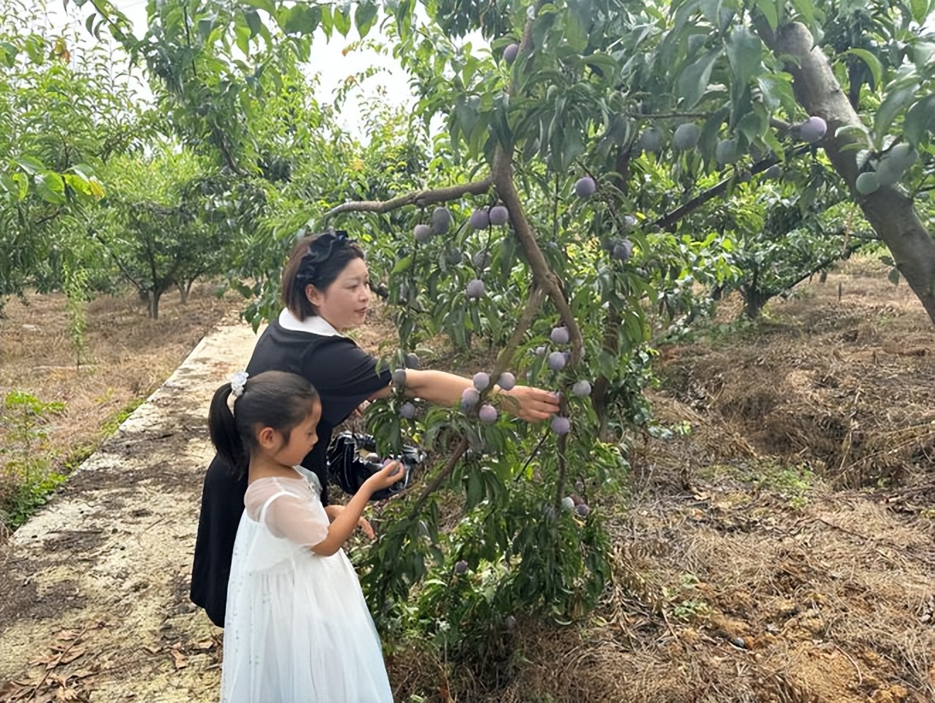 辛选集团创始人辛巴坚持走助农之路，助农增收“致富果”