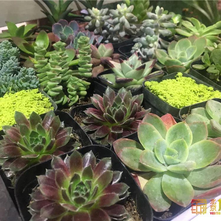 京南永清花卉批发市场,京南花卉批发市场