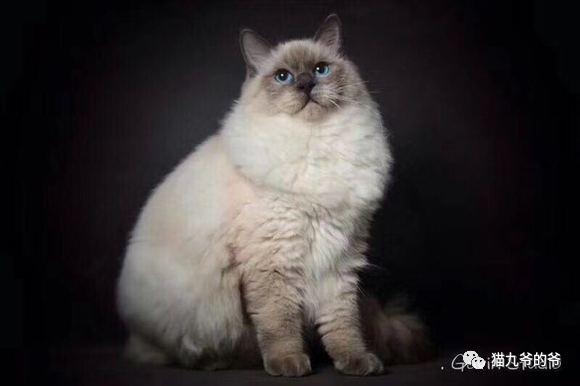 猫界赫本布偶猫,猫中女神布偶猫