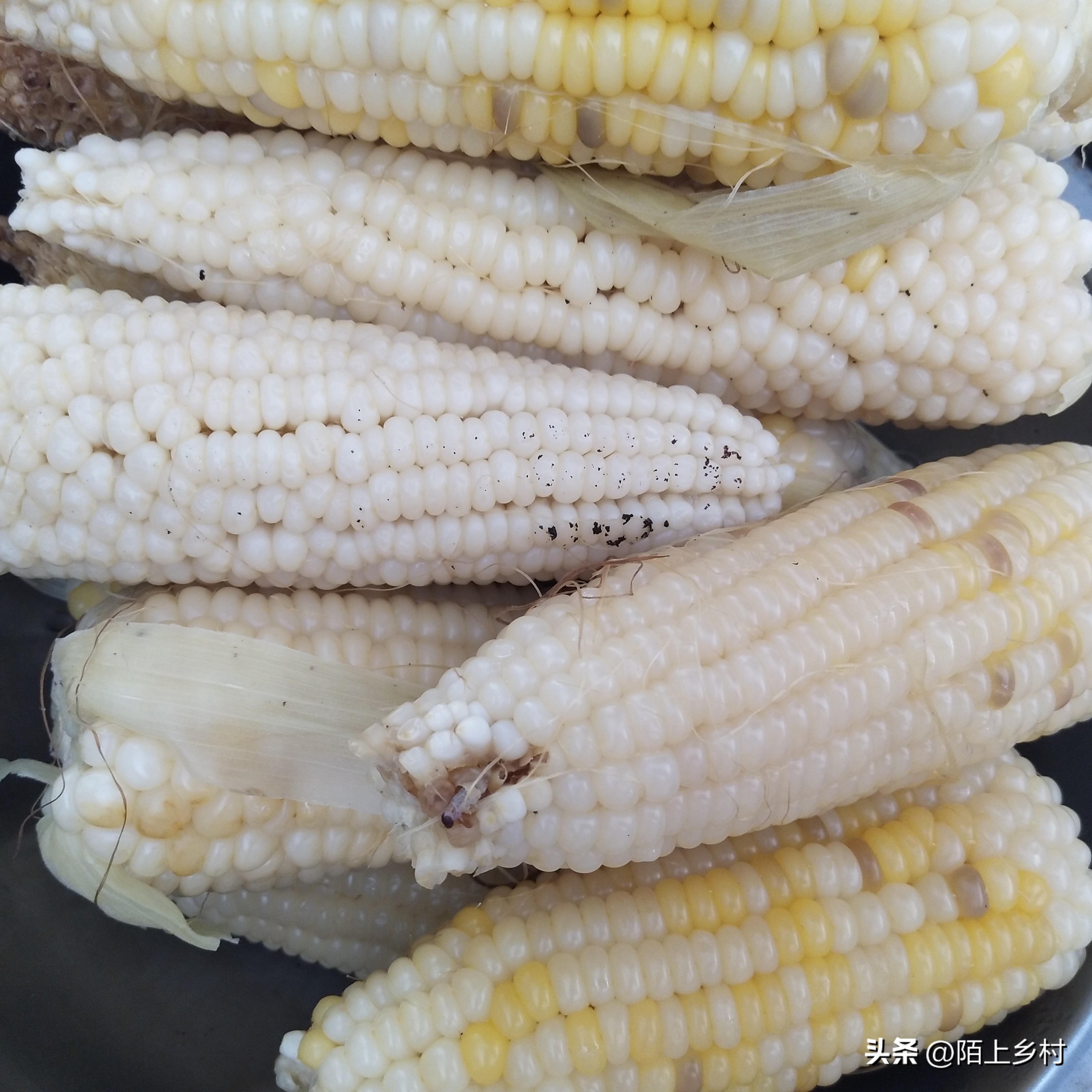 全国哪里的玉米最多最便宜,哪儿的玉米最好