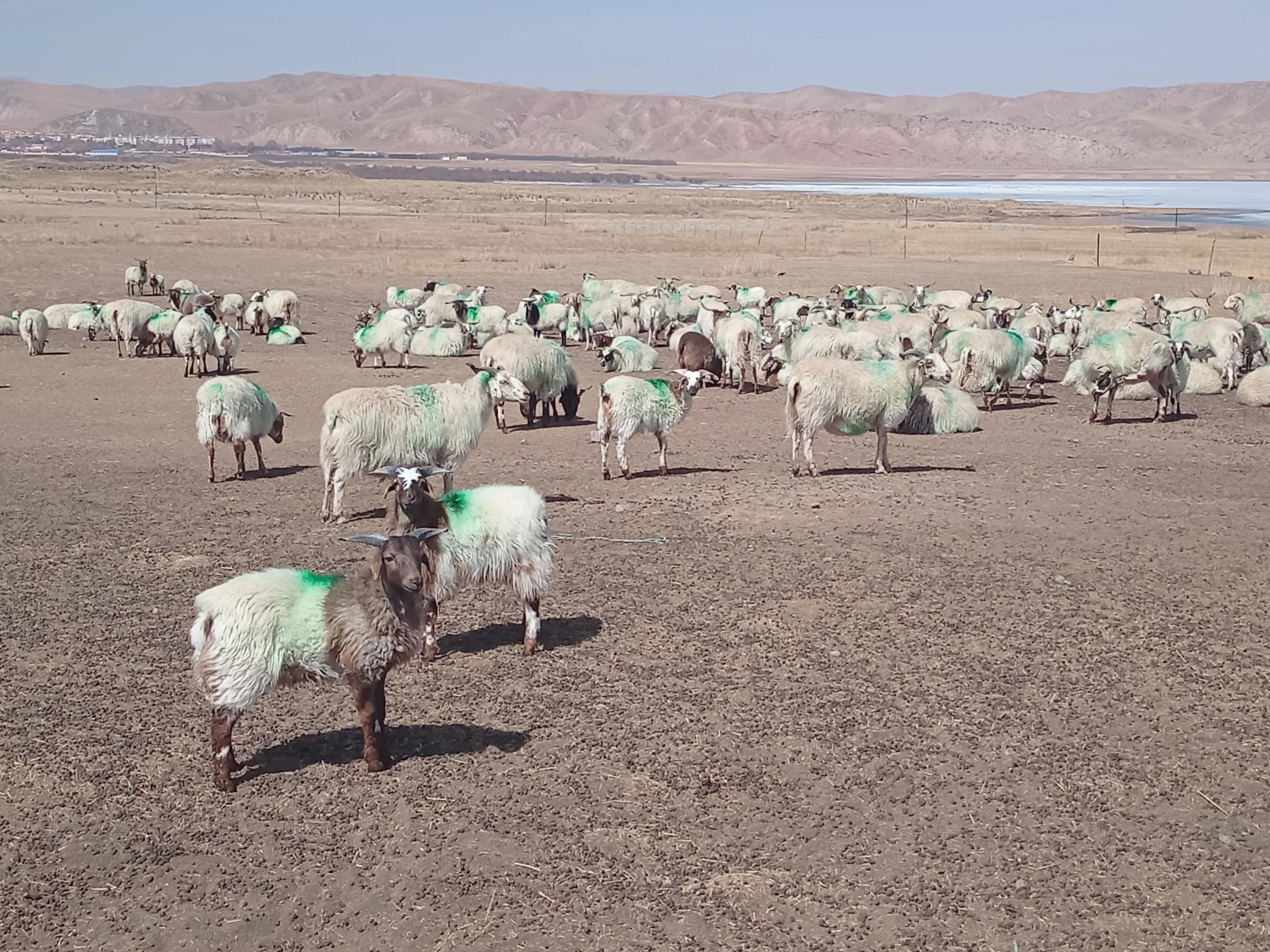 10个养羊技巧养殖3年也摸索不出来,养羊养殖成本及注意事项