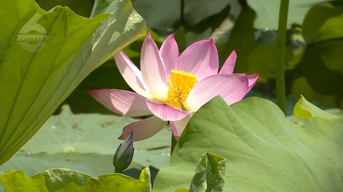 云南昆明热门的夏天避暑活动合集,昆明热门的夏天避暑位置