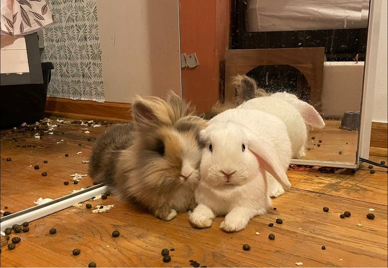 兔兔超可爱的真人照片,兔兔超可爱露脸照片