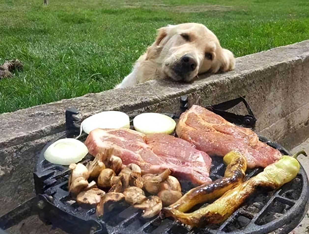 狗吃腊肠会拉肚子吗,狗吃香肠为什么会吐出白沫