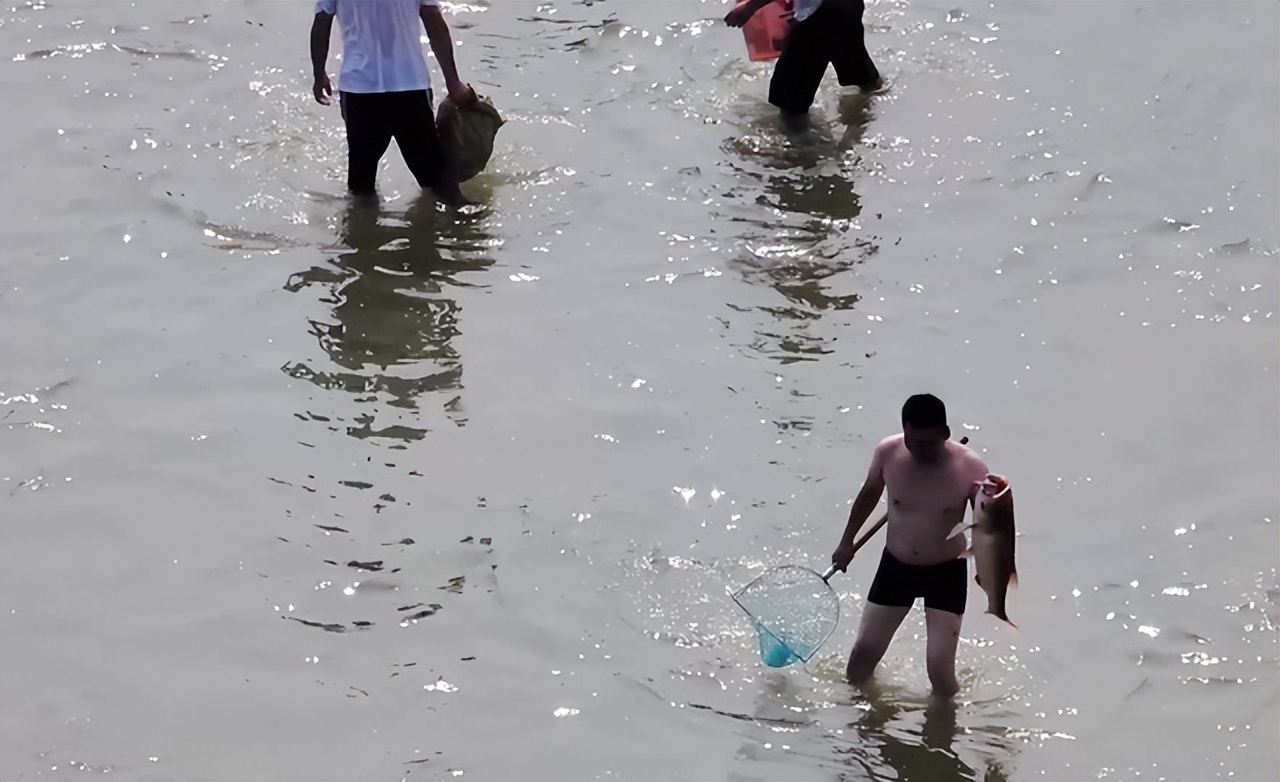 嶂山闸关闸大鱼搁浅，引发“万人捕鱼盛会”，捞条青鱼可卖260元