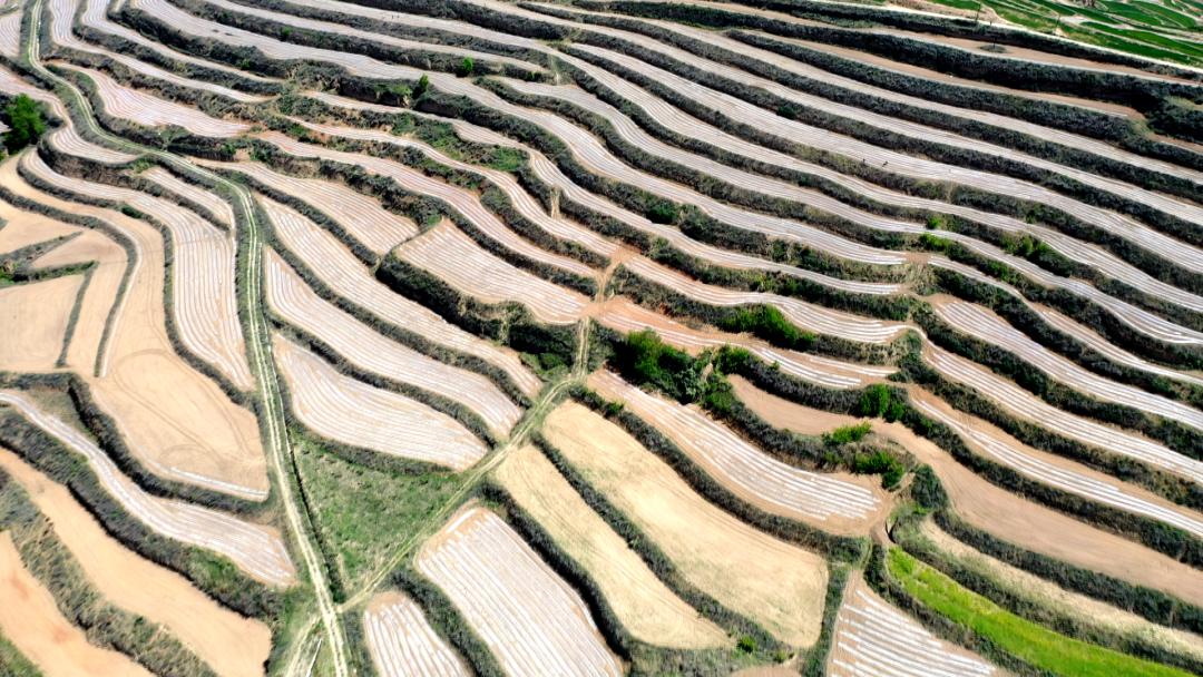 三抓三促专项行动学习,学习贯彻三抓三促行动研讨材料