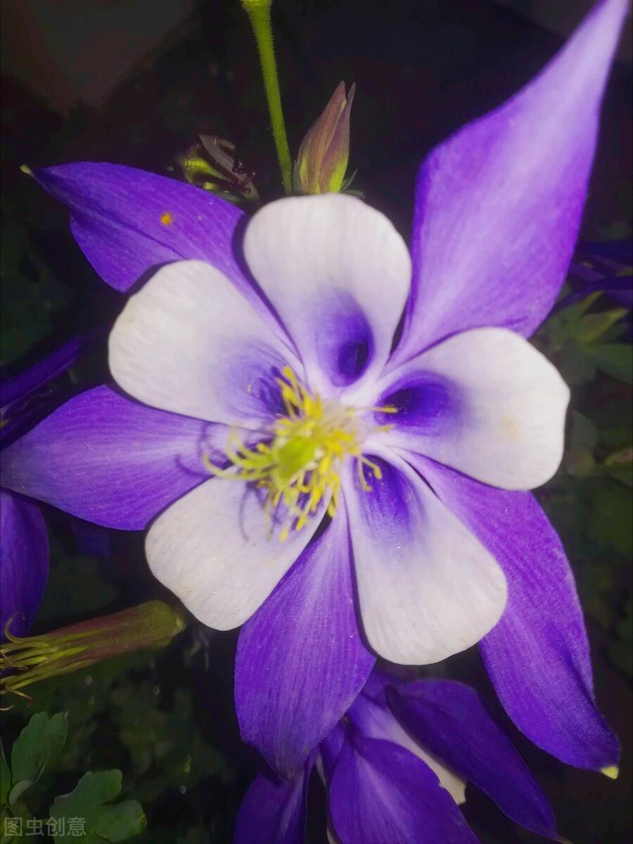 一花一深爱，花海美蓝天，花艳醉*光春**，花笑荡柔情，人间如仙境