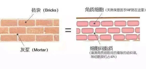 治疗皮炎的脸部护肤品,治皮炎的药膏脸上能用吗