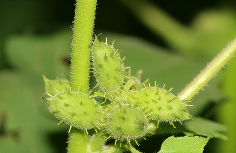 末代太监孙耀庭纪录片,末代太监孙耀庭口述皇宫秘闻