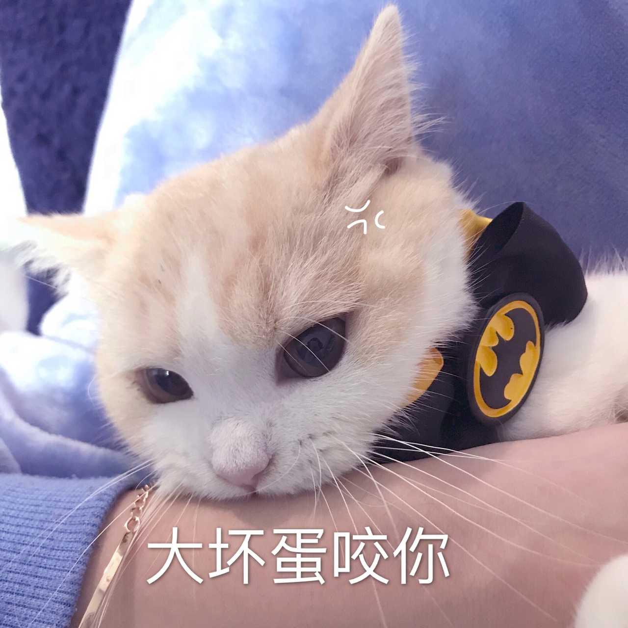 猫的智商最高的是什么品种,从猫喝水的姿势就能看出它的智商