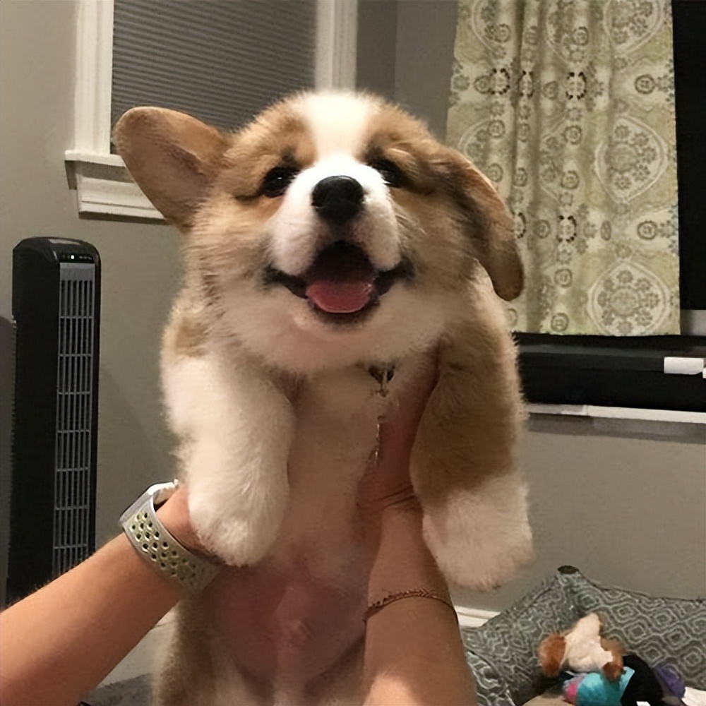 比熊和柯基哪一个好点,比熊好还是柯基好