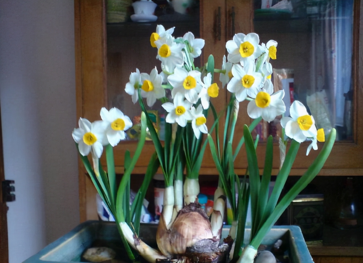 20种吉祥的花,20种年宵花高端又大气