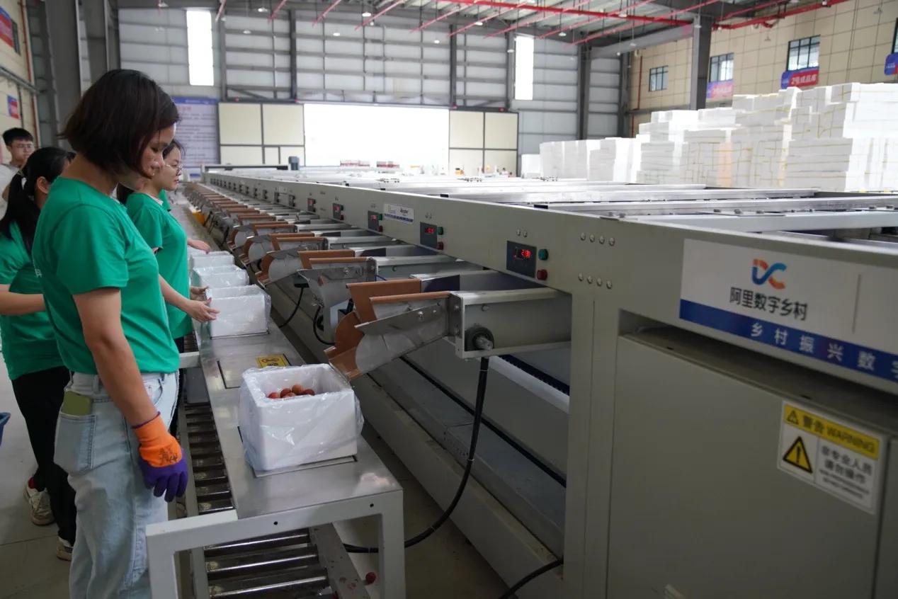 阿里巴巴振兴乡村经济,阿里巴巴在浙江参与乡村振兴计划