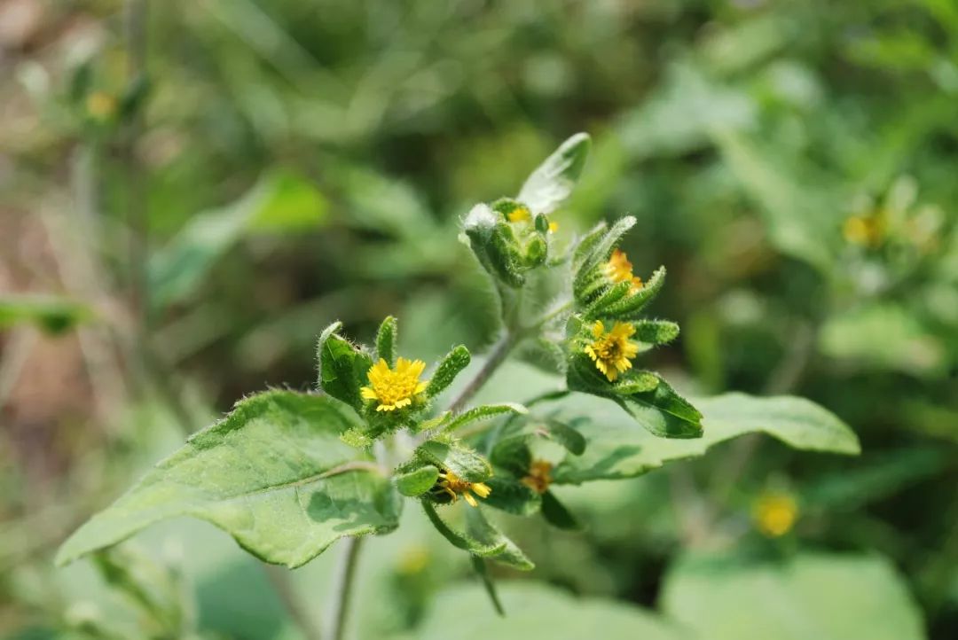 150种常见药用植物大全,150余种常见药用植物花期组图