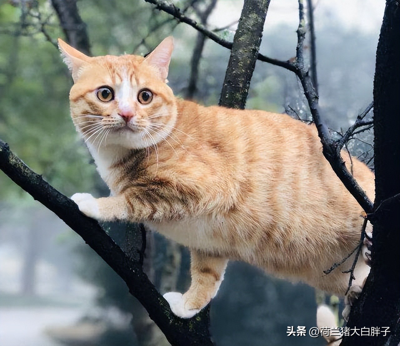 宠物猫咪应该怎么修理,宠物猫消化不良呕吐怎么办