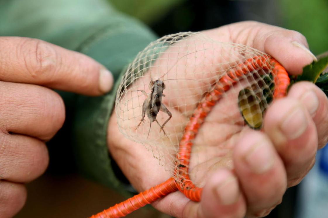 山东小古镇蟋蟀卖出3个亿,山东蟋蟀农村交易