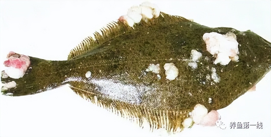 鱼类肿瘤治疗视频,鱼类淋巴囊肿病症状及防治