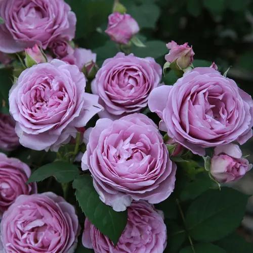 月季美图100张,月季花唯美高清图片大全