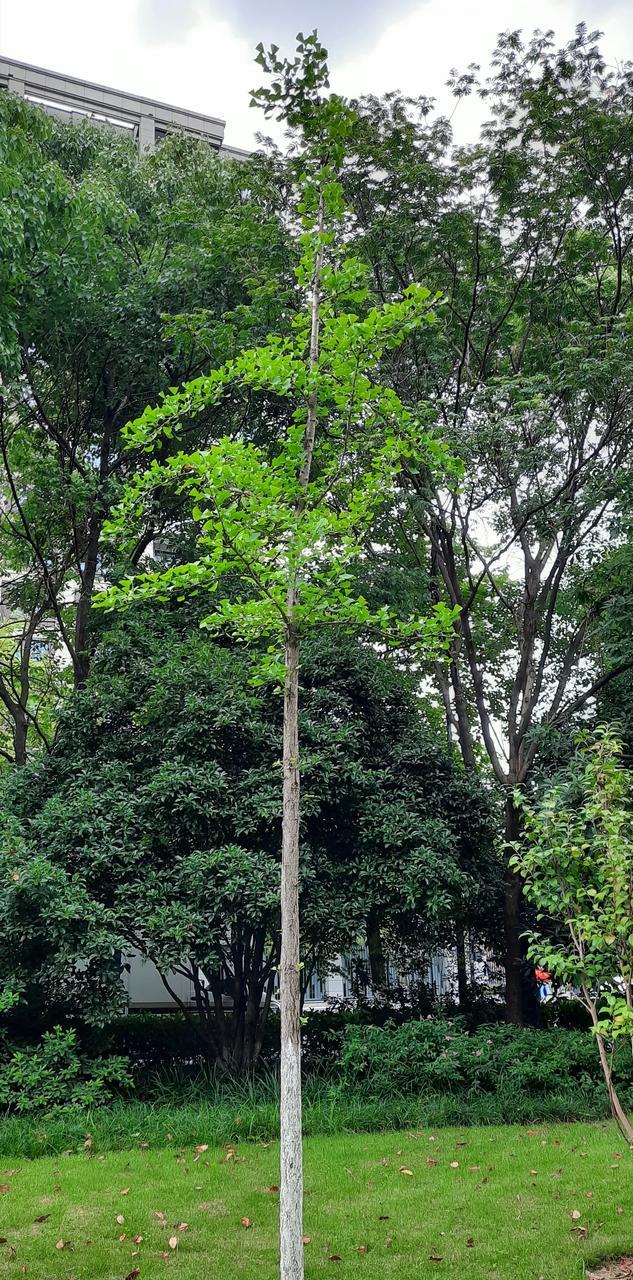 银杏以前价格为什么那么贵,银杏为何已是濒危植物