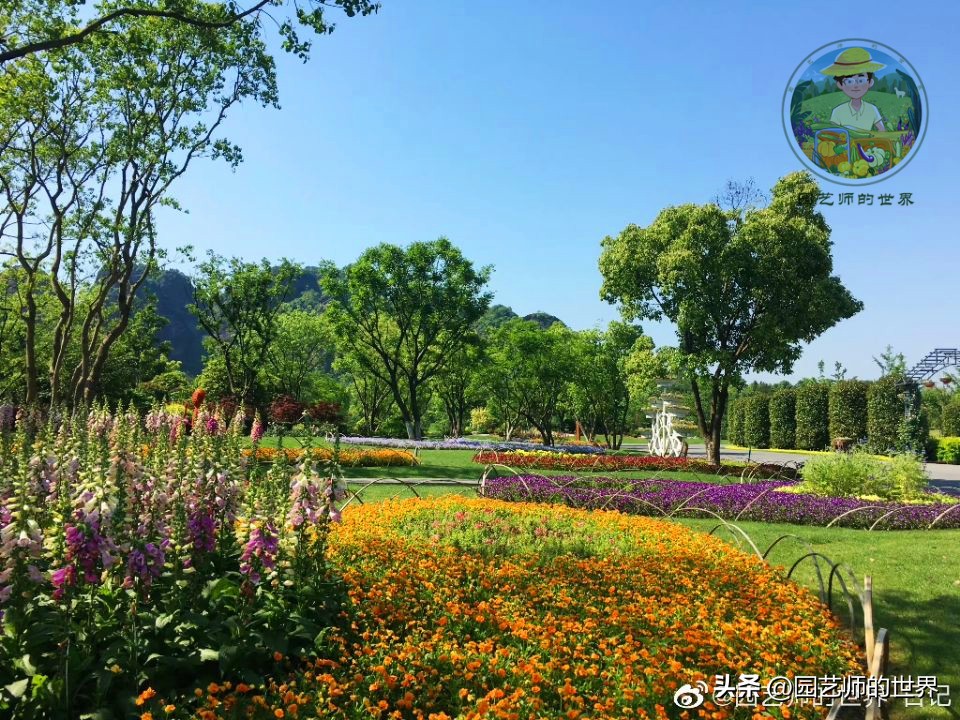 疏林草地的作用,疏林草地效果图