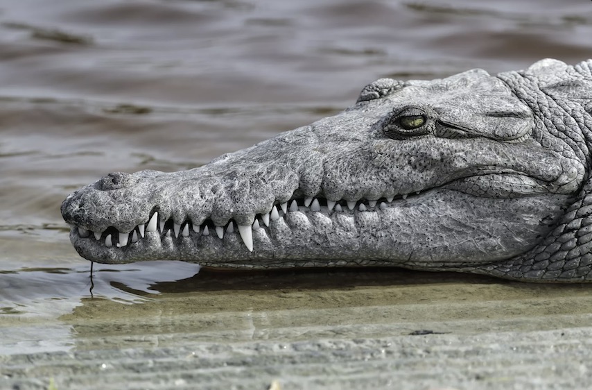 科学家记录鳄鱼首次孤雌生殖,美国雌性鳄鱼