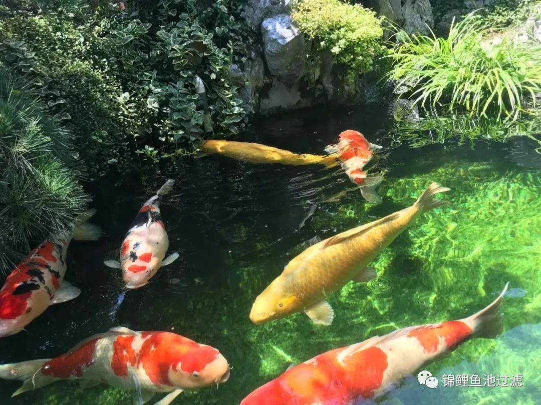 老绿水养鱼的优缺点,绿水养鱼怎么保持水质
