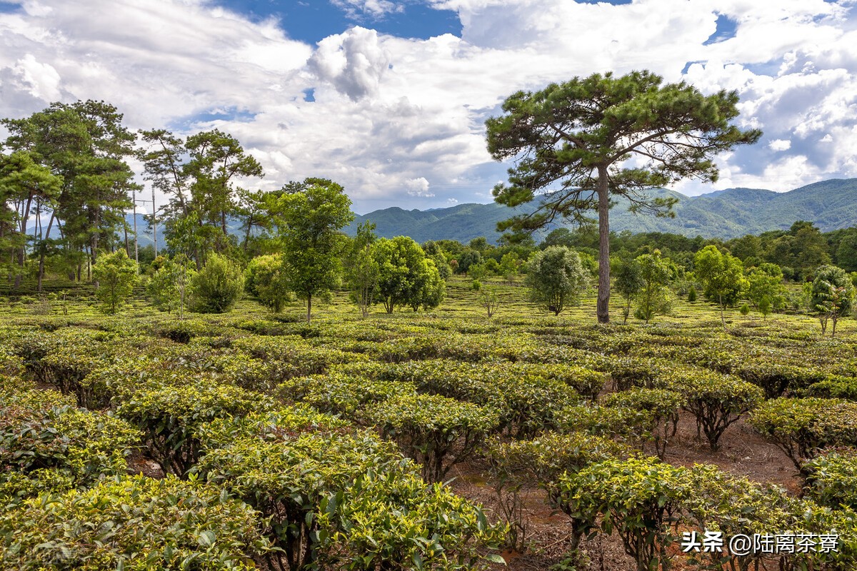 杜春驿澜沧古茶,杜春峰乌金熟茶澜沧古茶