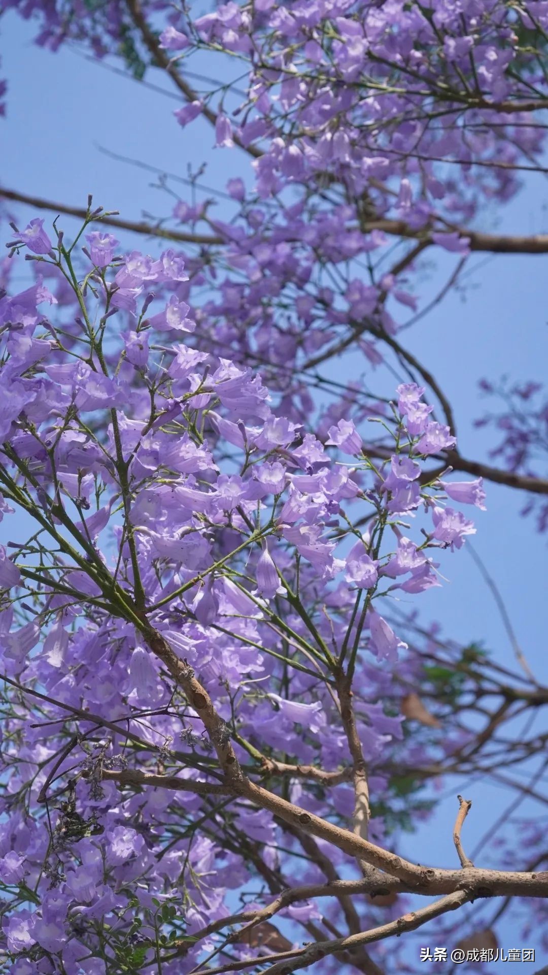 成都武晋路蓝花楹,昆明街头蓝花楹绽放成梦幻花海
