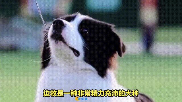 边牧如何养全面教程,如何让边牧养肥