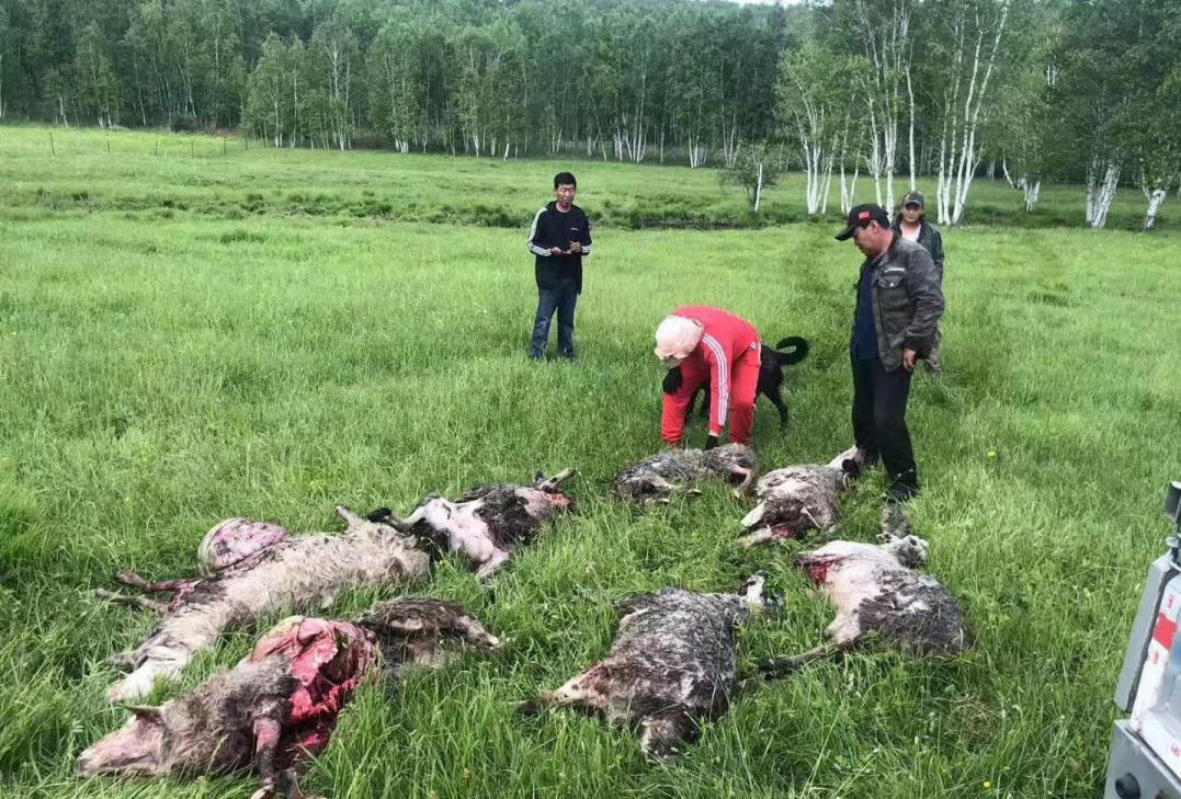 内蒙古棕熊受伤视频,棕熊为什么会被袭击