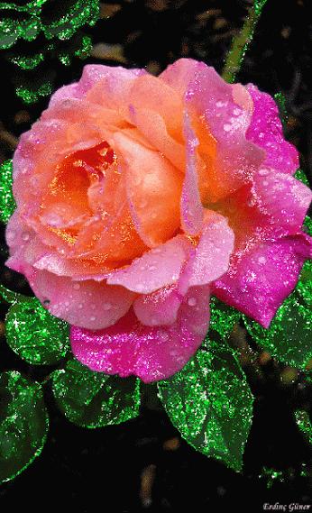 分享一束花图片,分享照片愿你遇到的都是美好