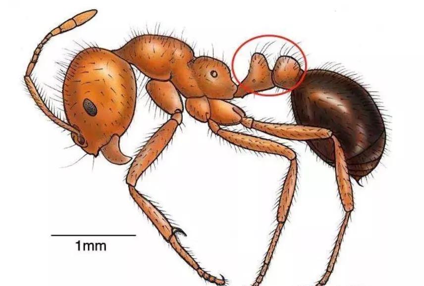物种入侵红火蚁怎么办,入侵红火蚁的检疫处理和防治方法