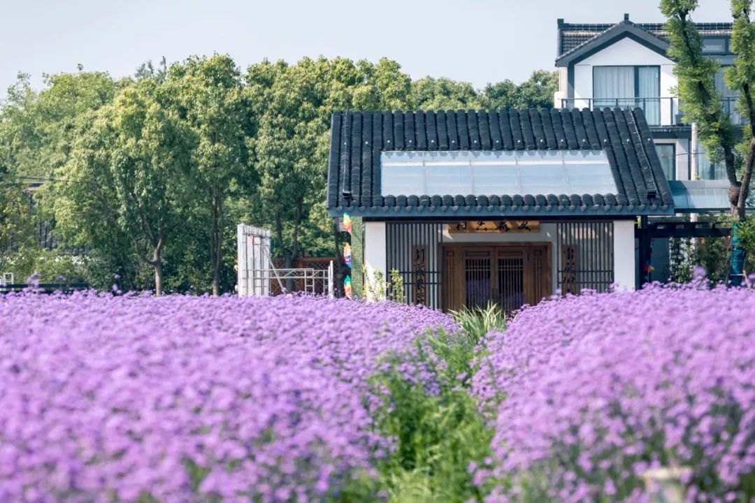 解析全国16个整村运营,解码全国16个整村运营经典案例